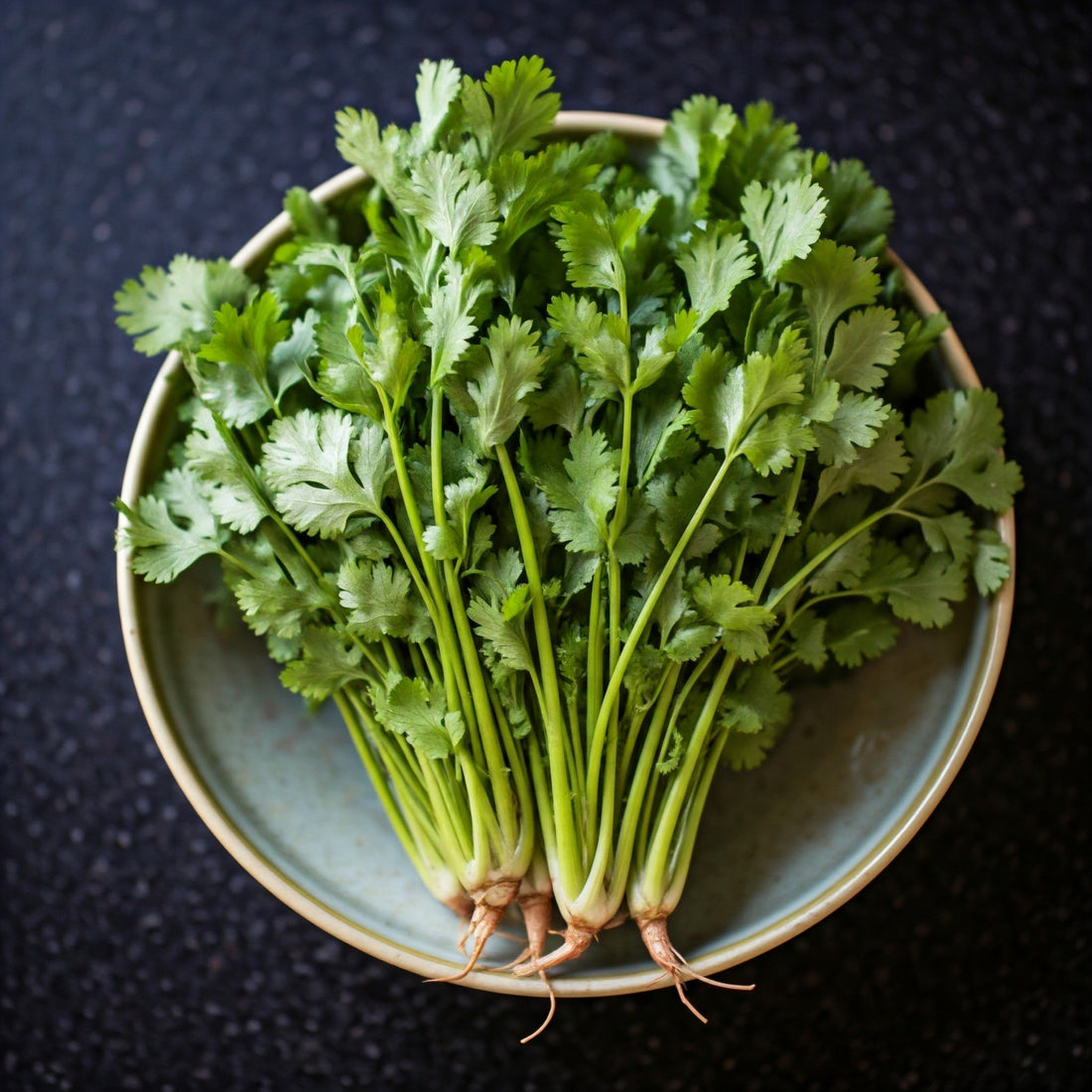 Coriander: Spicy and Herbal Zest